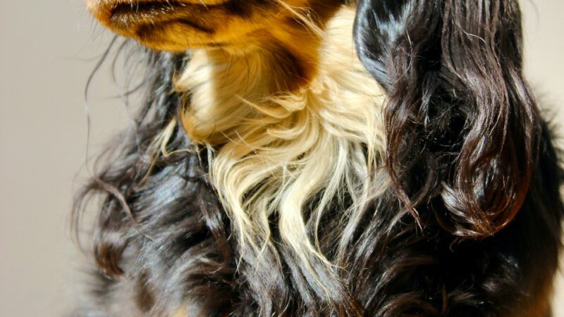 Ge din hund en ny trendig frisyr