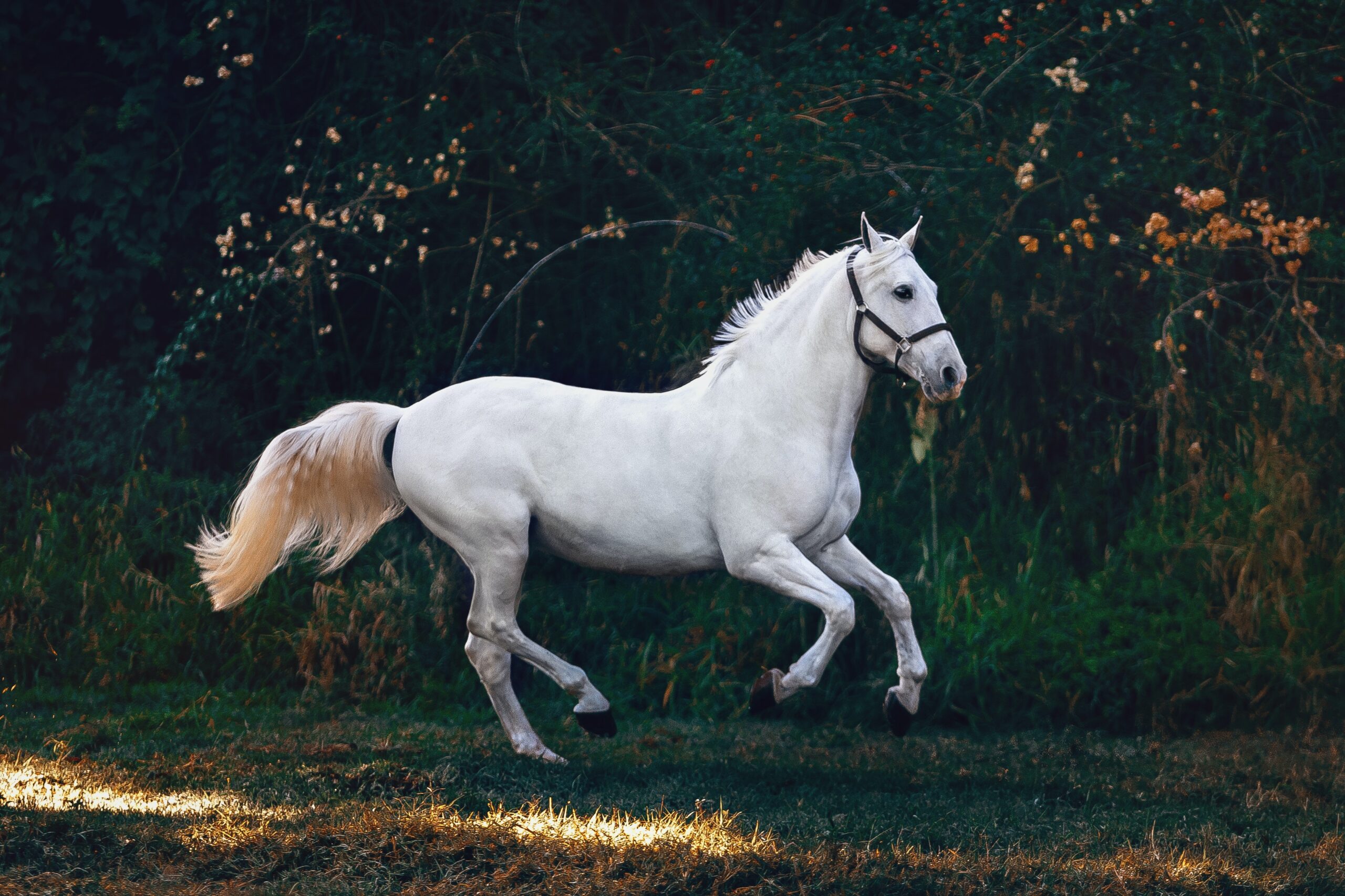 Allt du behöver veta om pulsmätare för hästar