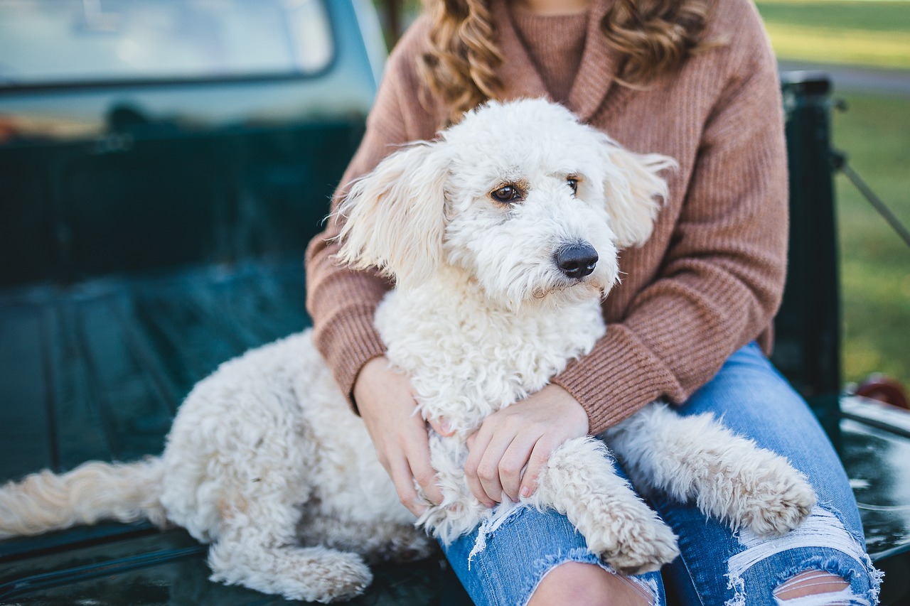 4 fördelar med att din hund träffar en hundpsykolog